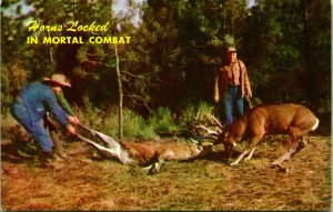 Vtg Postcard 1960s Horns Locked in Mortal Combat Greetings Cowboy Buck Deer