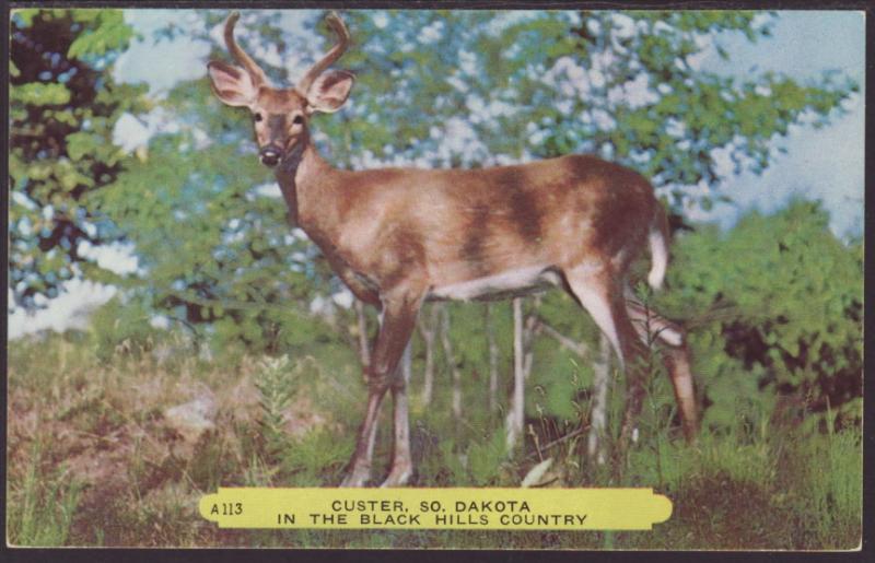 Deer,Custer,SD Postcard