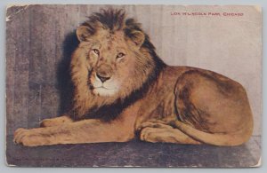 Animal~Chicago Illinois~Lincoln Park Zoo~Male Lion~Vintage Postcard 
