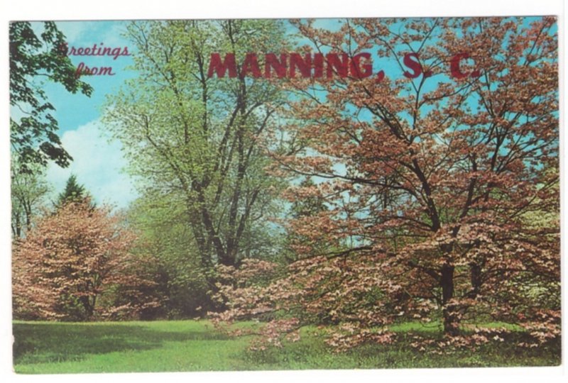 Dogwood, Greetings From Manning, South Carolina Vintage Chrome Postcard