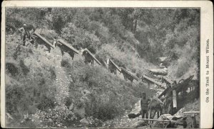 Mules Burros Hauling Lumber Mt. Wilson California CA c1905 Postcard