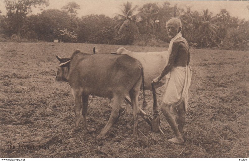 INDIA, 1900-10s ; Man Plowing field