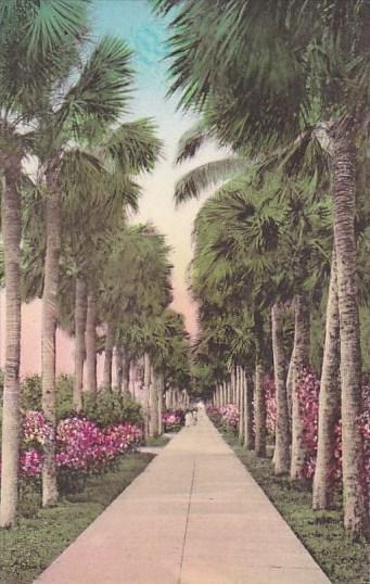 Florida Palm Beach Palmetto Walk Albertype