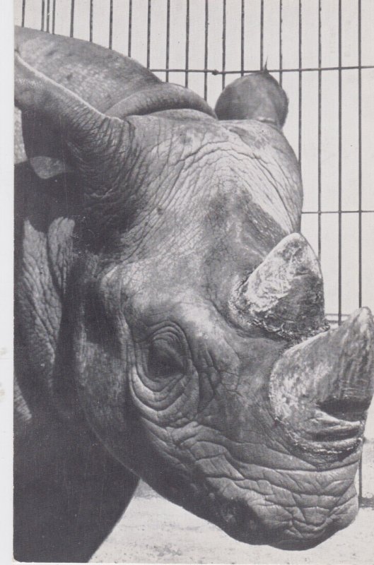 Ringling Brothers Barnum & Bailey Circus Hooked Lip Black Rhinocerus