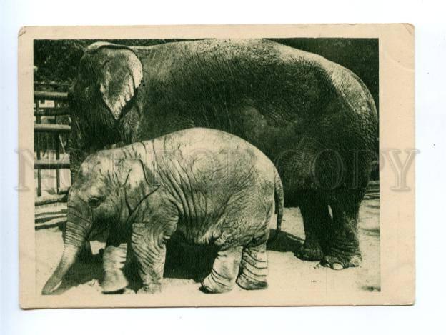 170550 Russian ZOO Calf & ELEPHANT vintage 1931 year PC