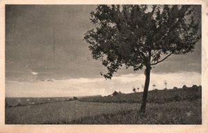 Vintage Postcard 1910's View of Beautiful Field and Tree Scene Nature