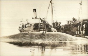 Whaling Man Stands on Dead Whale Ship etc c1910 Real Photo Postcard