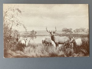 Museum Of the Calif Academy Of Sciences SF CA Chrome Postcard A1154090118