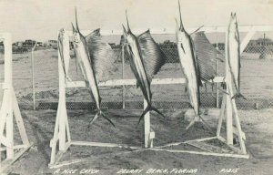 RP: DELRAY BEACH, Florida, 1950; Sail Fish Catch