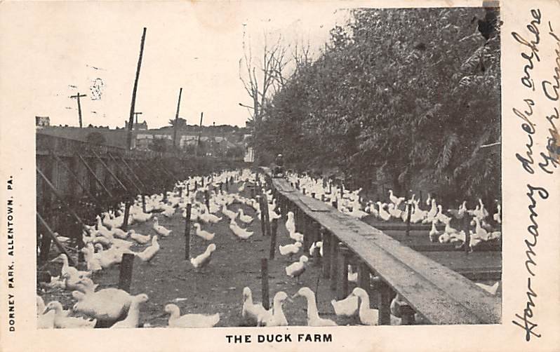 The Duck Farm, Dorney Park Allentown, Pennsylvania PA s 