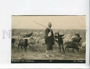 3173287 BULGARIA SOFIA sheepherd Vintage real photo postcard