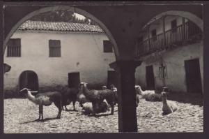 Llamas,Patio,Peru Postcard