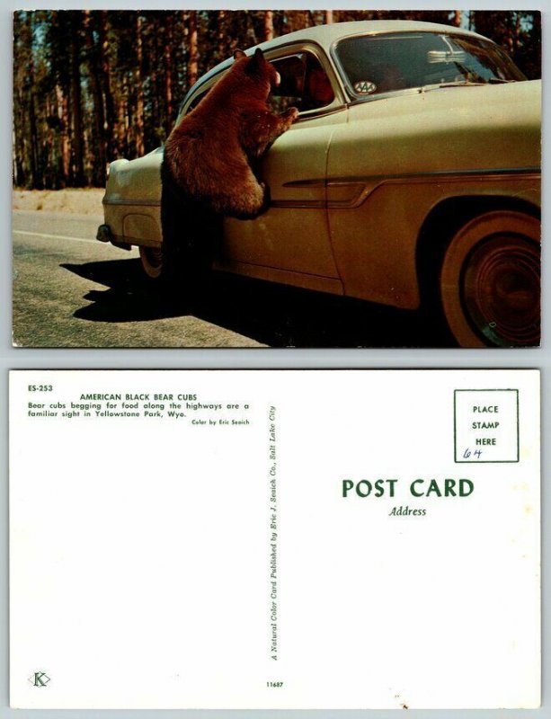 Bear on Old Car Yellowstone Wyoming WY Vintage Postcard