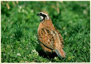 Birds Bobwhite Quail