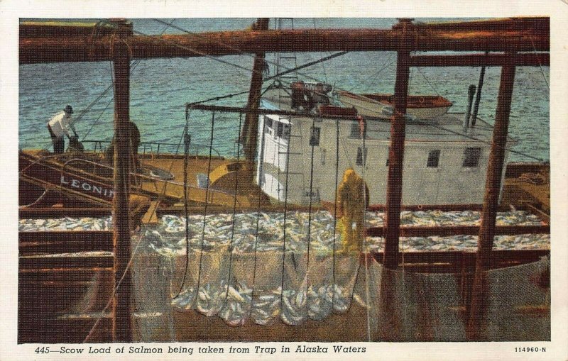 Load of Salmon Taken From a Trap in Alaskan Waters, early Alaska postcard