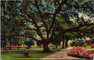 Florida Tampa The Old Oak In Tampa University Grounds 1954 Curteich