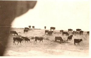 RPPC  Cow  Herd  On The Range  Alberta  Canada  Postcard  c1910