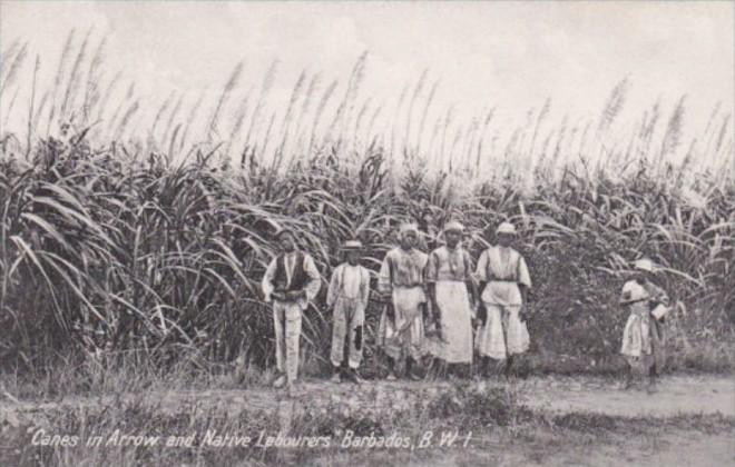 Barbados Sugar Cane Field Canes In Arrow & Native Labourers