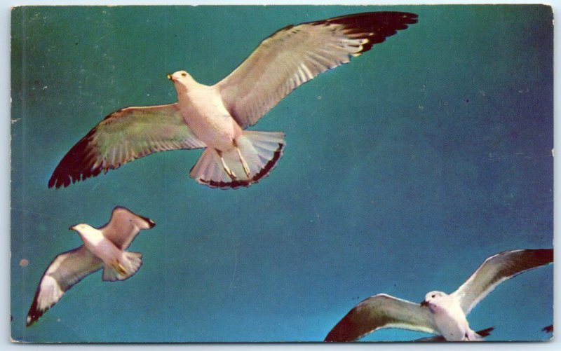M-63160 Graceful Seagulls A Familiar Scene On Cape Ann Massachusetts