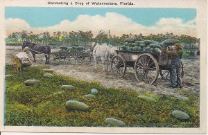 Harvesting Watermelons, FL Florida, 1920s, Fruit, Food, Horse Drawn, Farming