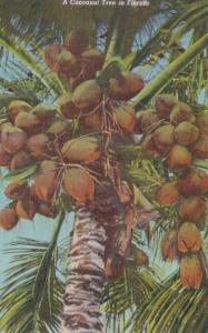 Florida Typical Coconut Tree Bearing Fruit Curteich