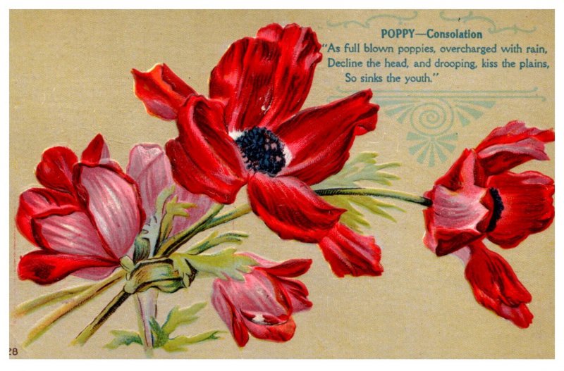 Flowers , Poppy,  Consoltation , Poem