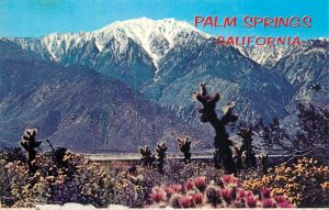 United States Palm Springs California CA snow capped mountains cactus in bloom