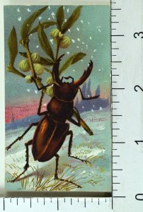 1870's-80's Beetle Bugs Insect Anthropomorphic Snow Christmas Card F73