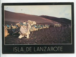 464438 Spain Canary Islands Lanzarote Camels advertising real posted to USSR Old