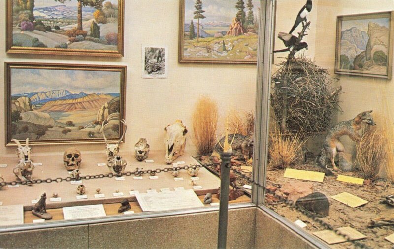 Postcard Skull and Animal Exhibit Field House of Natural History Vernal Utah 