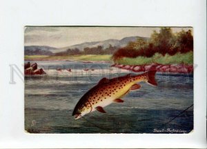 3156451 FISHING Trout First Leap Vintage TUCK 1549 Color PC