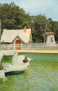 Canada Sea Lions Storybook Gardens London Ontario