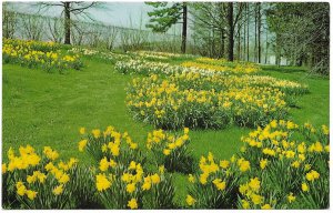 US unused. Kingwood Center, Daffodils.  Mansfield, Ohio.  Nice.