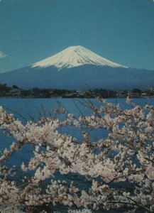 162- JP- FUI-  Mt. Fuji and Cherry Blossoms - The symbols of  Japan, not used