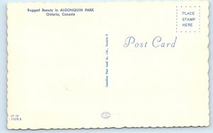 Algonquin Park - Ontario - CANADA Postcard