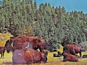 Postcard  Western Buffalo Herd.   4 x 6      T3