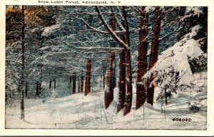 New York Adirondacks Snow-Laden Forest
