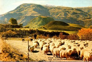 New Zealand Sheep Scene