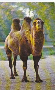 Bactrian Camel Brookfield Zoo Illinois