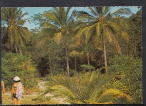 Australia Postcard - Coconut Palms, Island Walk, Green Island, N.Q -  RR1035