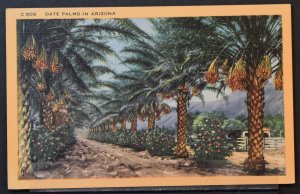 Date Palms in Arizona