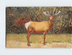 Postcard American Wapiti (Elk), New York Zoological Park, Bronx, New York