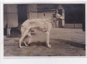 St-CYPRIEN : carte photo chenil du domaine des capeillans dressage chiens dom...