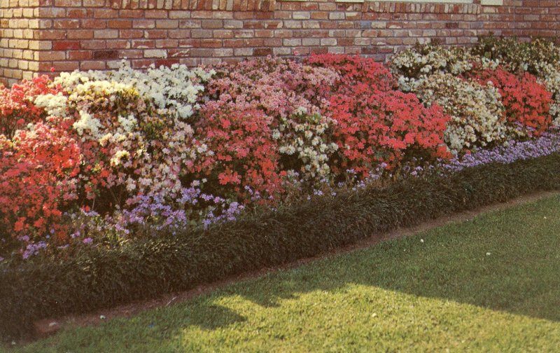 MS - McComb. Azaleas in Bloom