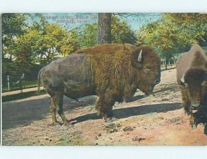 Divided-Back BUFFALO AT BELLE ISLE ZOO Detroit Michigan MI HM6917