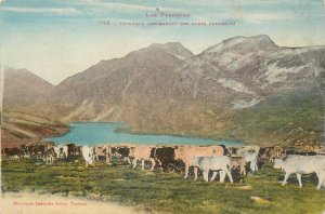 Pyrenees cows herd descending from high pastures postcard France