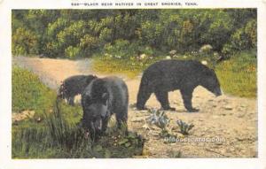 Great Smokies Tenn, USA Bear Postcard