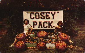 Vintage Postcard Cosey Pack Bonded Shippers Oranges Grapefruit Wauchula Florida