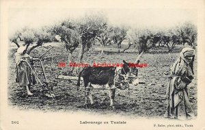 Tunisia, Farming in Native Folklore Costume, Donkey, F Soler No 201