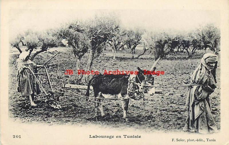 Tunisia, Farming in Native Folklore Costume, Donkey, F Soler No 201